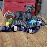 Diego Emilio Beltrán is registered to the contest to win money with this photo: puppy, dog, toy, plush_toy, floor, wood_floor, mat, furniture, ottoman, indoor, pet, animal, cute, resting, playing, carpet, blue_toy, striped_mat, cozy, home
