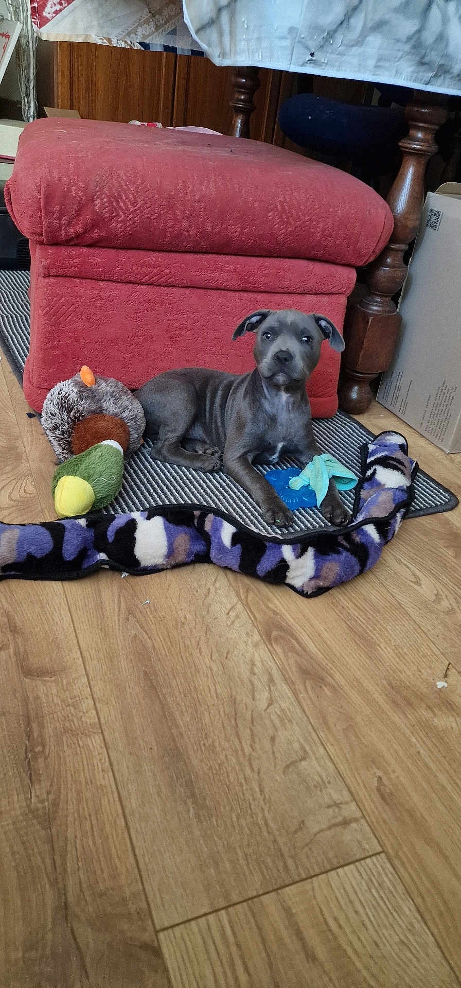 Diego Emilio Beltrán is registered to the contest to win money with this photo: puppy, dog, toy, plush_toy, floor, wood_floor, mat, furniture, ottoman, indoor, pet, animal, cute, resting, playing, carpet, blue_toy, striped_mat, cozy, home