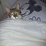 Willy a rejoint le concours — aidez-le/la à gagner de superbes lots ! cat, tabby_cat, blanket, bed, pillow, mickey_mouse, cartoon, sleepy, indoor, cozy, cute, pet, fur, whiskers, ears, resting, comfort, home, animal, domestic
