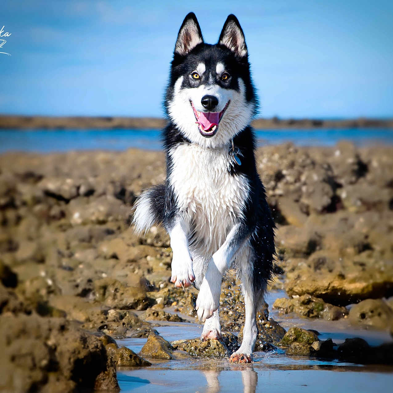 Recco participe au concours pour gagner de l'argent avec cette photo : animal, beach, blue_sky, collar, dog, fur, happy, husky, motion, muzzle, nature, outdoor, paws, pet, playful, rocks, running, smiling, tongue, water