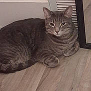 Liam Kenzo Thompson is registered to the contest to win money with this photo: cat, tabby, animal, pet, floor, wooden_floor, vent, mirror, indoor, resting, feline, cute, domestic_animal, fur, whiskers, ears, eyes, paws, quiet, calm