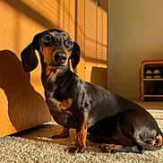 Luna joined the competition — help win amazing prizes! dog, dachshund, pet, indoor, carpet, sunlight, shadow, wooden_door, animal, canine, small_dog, fur, ears, sitting, floor, cozy, home, shoe_rack, light, shadow_play