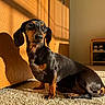 dog, dachshund, pet, indoor, carpet, sunlight, shadow, wooden_door, animal, canine, small_dog, fur, ears, sitting, floor, cozy, home, shoe_rack, light, shadow_play