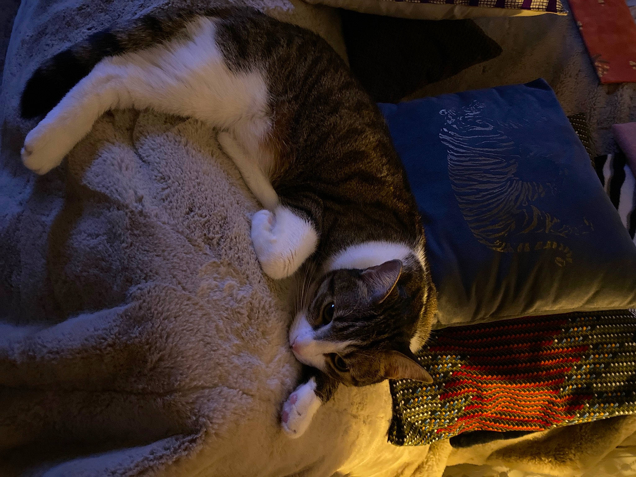 Aby a rejoint le concours — aidez-le/la à gagner de superbes lots ! carnivore, cat, claw, comfort, domestic_short_haired_cat, fawn, felidae, fur, linens, nap, paw, small_to_medium_sized_cats, tail, textile, whiskers, wood