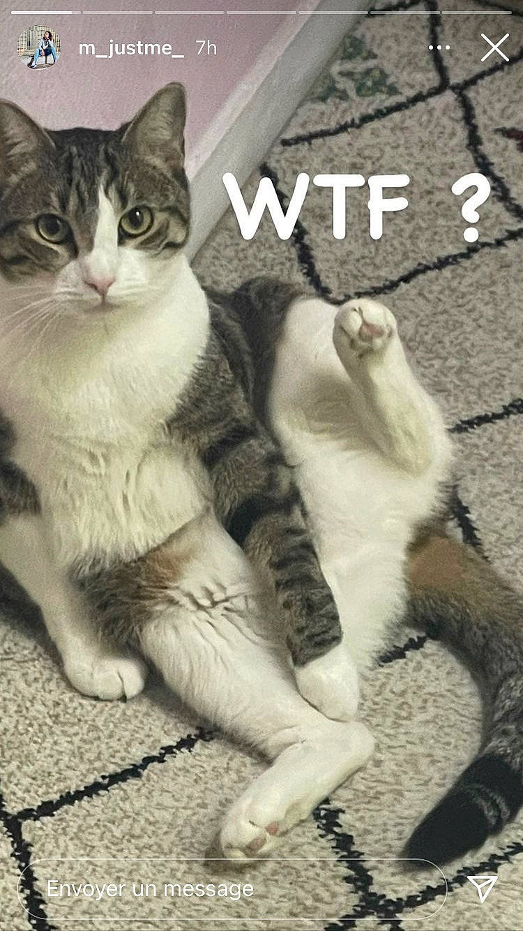 Aby a rejoint le concours — aidez-le/la à gagner de superbes lots ! art, carnivore, cat, claw, domestic_short_haired_cat, felidae, font, foot, fur, internet_meme, monochrome_photography, paw, photo_caption, sitting, small_to_medium_sized_cats, snout, tail, terrestrial_animal, whiskers