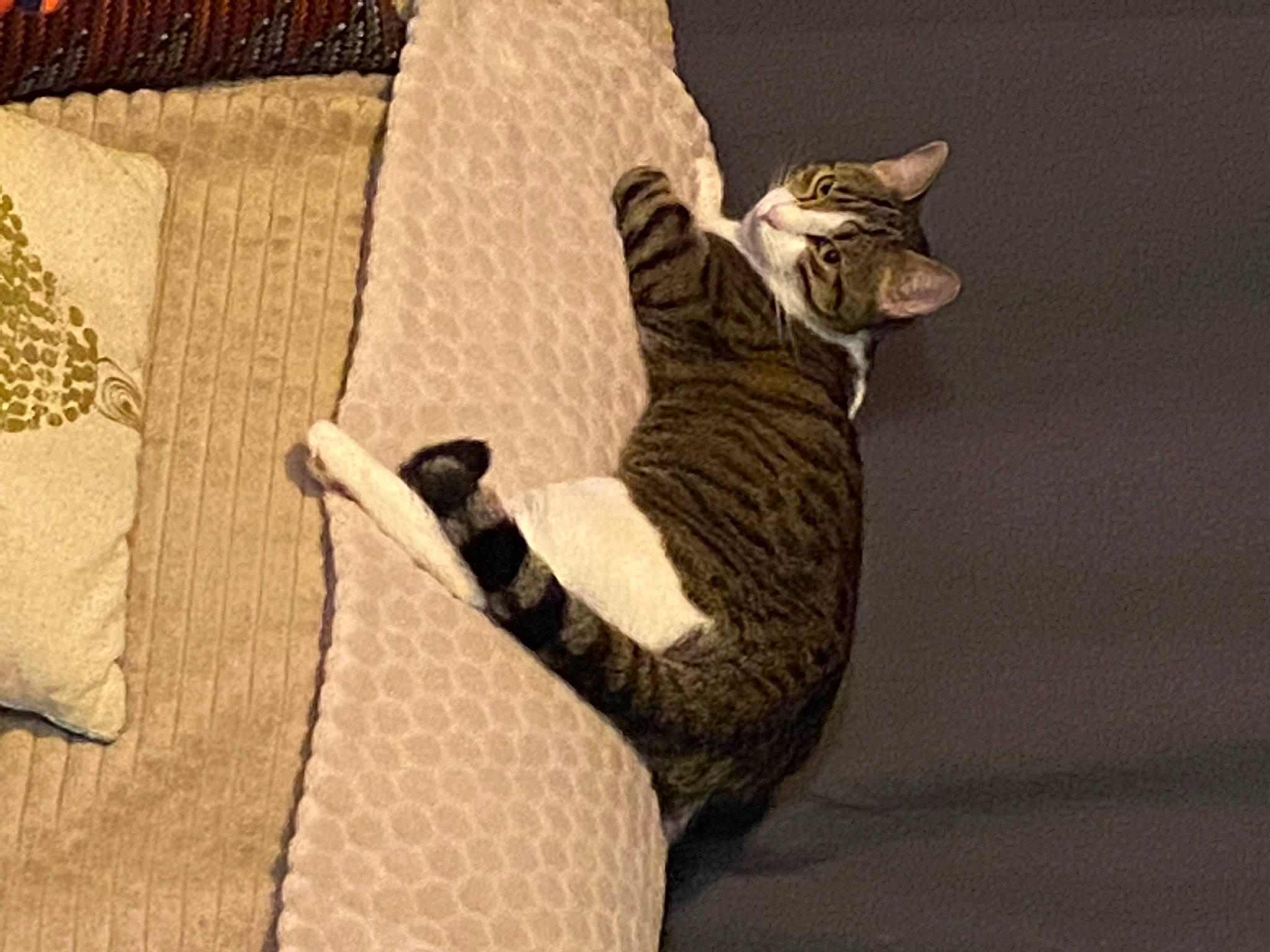 Aby participe au concours pour gagner de l'argent avec cette photo : bedding, carnivore, cat, comfort, domestic_short_haired_cat, fawn, felidae, flooring, fur, grey, hardwood, linens, paw, small_to_medium_sized_cats, snout, tail, terrestrial_animal, tree, whiskers, wood