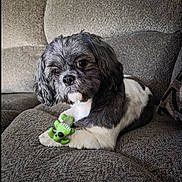 Marley Ray is registered to the contest to win money with this photo: dog, toy, couch, gray, fluffy, pet, indoor, relaxed, cute, small_dog, black_and_white, plush, animal, companion, home, resting, fur, paw, playful, smiling_toy