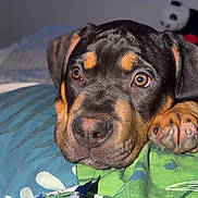 Aria participe au concours pour gagner de l'argent avec cette photo : puppy, dog, close_up, nose, paws, bed, blanket, bedding, stuffed_toy, panda_toy, snack_bag, chips, indoor, pet, portrait, brown_and_tan, eyes, whiskers, flash_lighting, cute