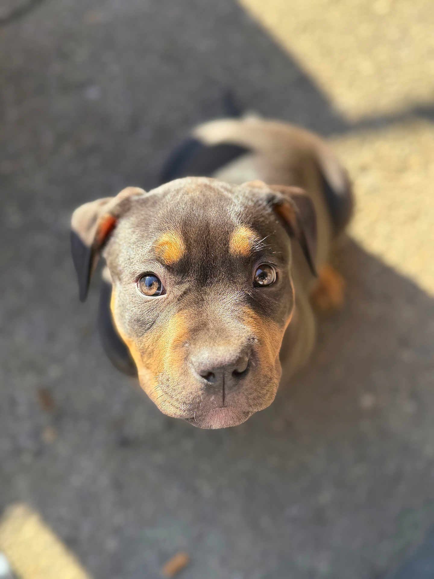 Aria participe au concours pour gagner de l'argent avec cette photo : dog, puppy, pet, close_up, portrait, looking_up, eyes, nose, ears, tan_markings, short_coat, pavement, sunlight, shadow, shallow_depth_of_field, bokeh, cute, whiskers, brown, companion