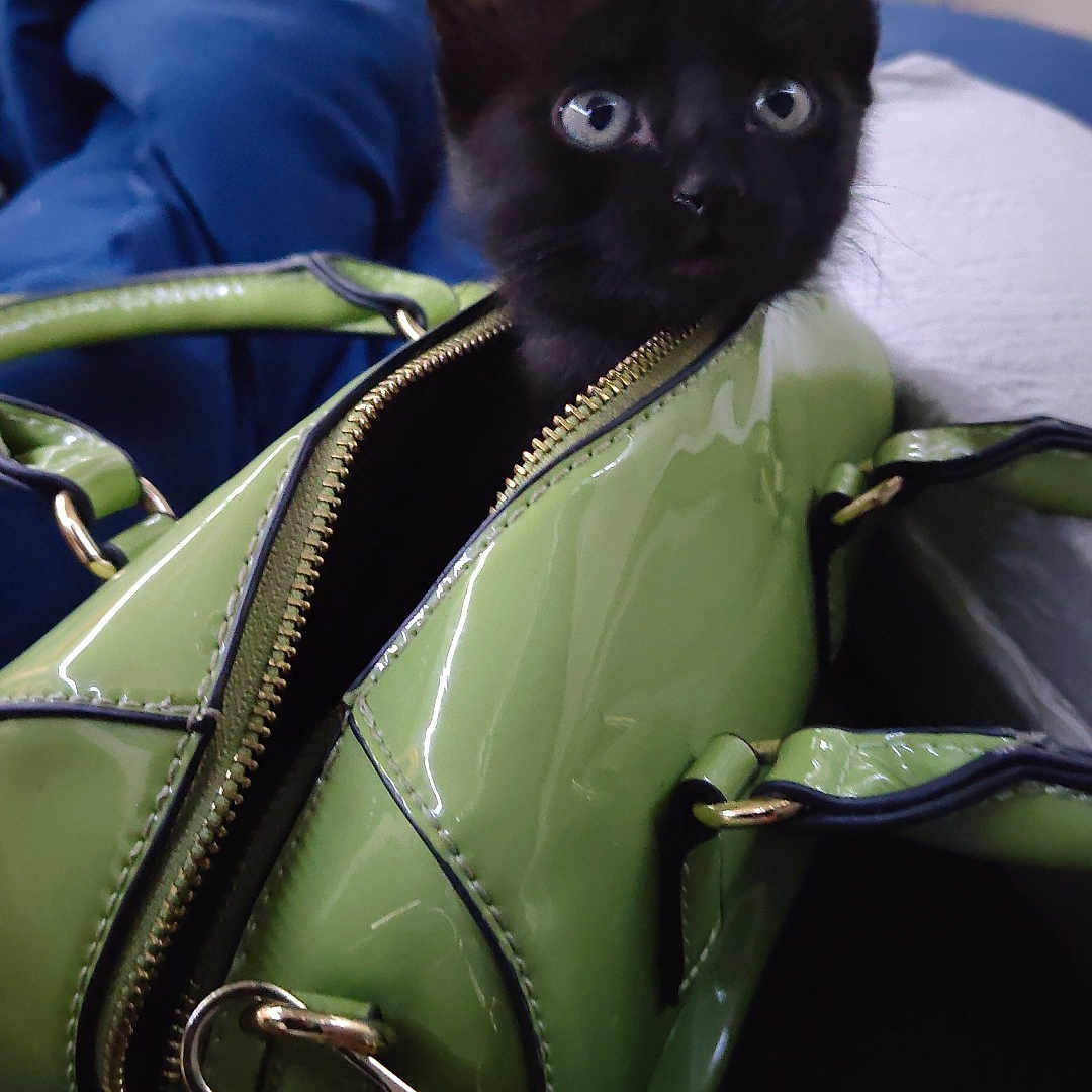 Keigo joined the competition — help win amazing prizes! accessory, black_cat, blue_blanket, cat, cozy, curious, cute, ears, eyes, fabric, fan, fur, green, handbag, indoor, kitten, leather, pet, small, zipper