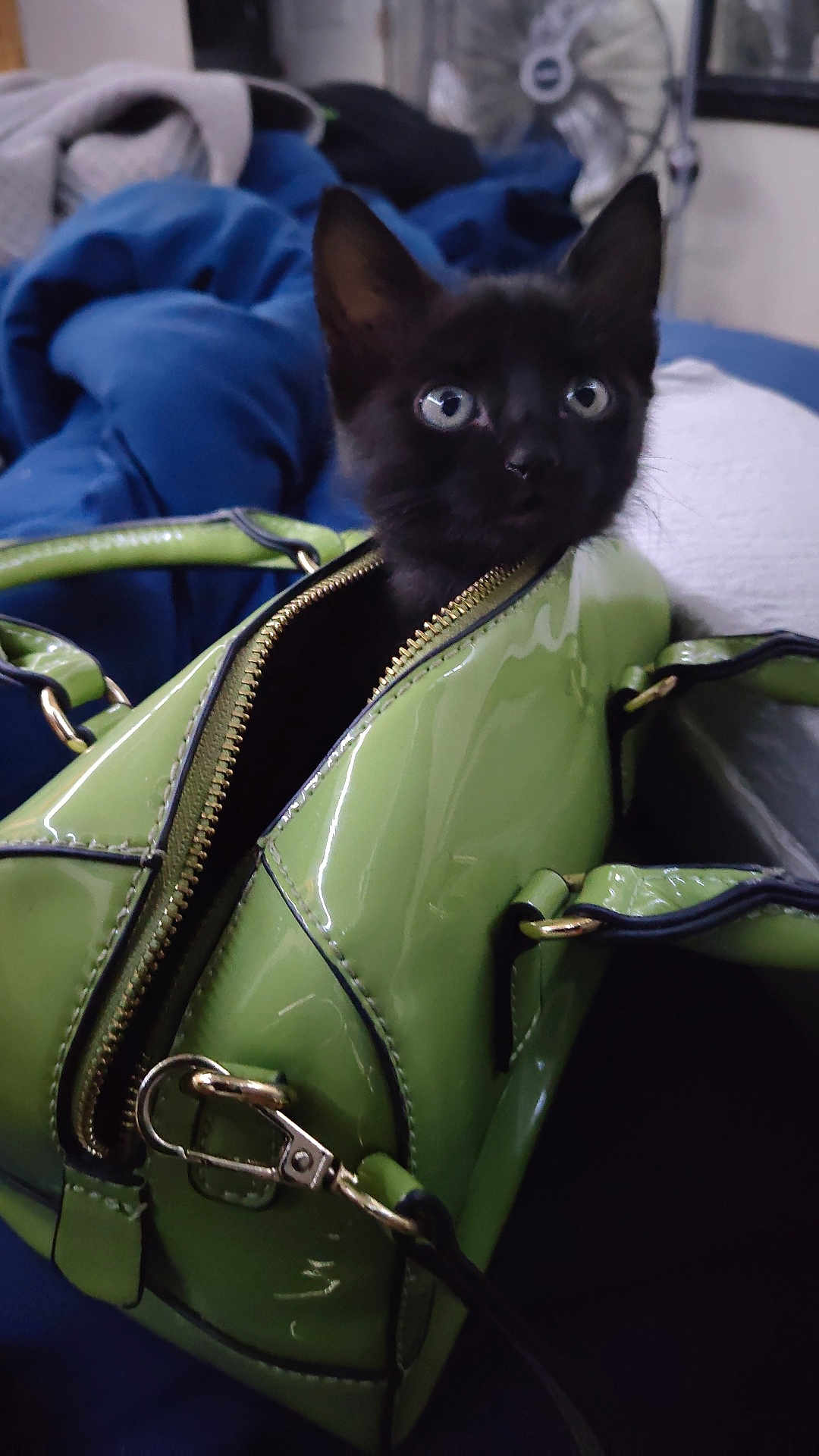 Keigo joined the competition — help win amazing prizes! cat, kitten, handbag, green, zipper, indoor, pet, curious, black_cat, small, cute, fur, eyes, ears, fabric, fan, blue_blanket, leather, accessory, cozy