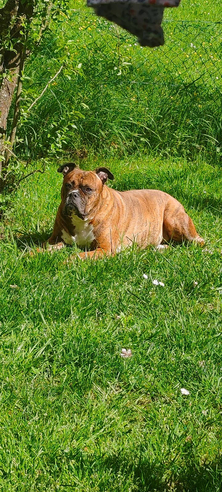 Cayenne