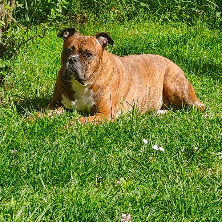 Cayenne