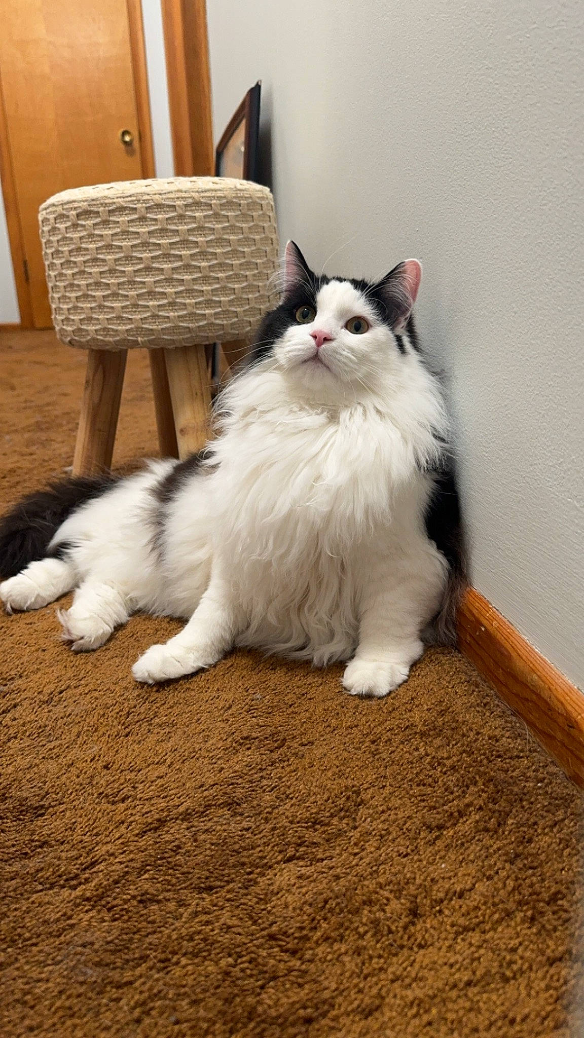 Murphy is registered to the contest to win money with this photo: british_longhair, carnivore, cat, chair, comfort, felidae, flooring, fur, hardwood, outdoor_furniture, paw, sitting, small_to_medium_sized_cats, table, tail, whiskers, wood