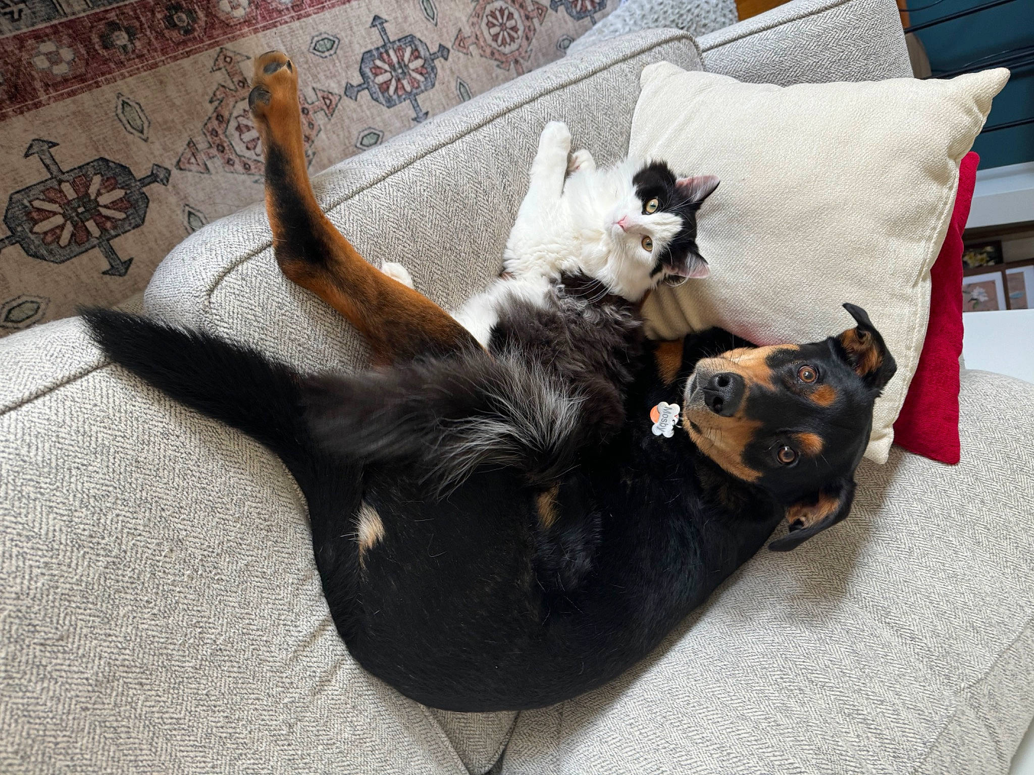 Murphy is registered to the contest to win money with this photo: carnivore, comfort, companion_dog, couch, dog, dog_breed, dog_supply, fawn, felidae, fur, grey, linens, paw, pillow, small_to_medium_sized_cats, sporting_group, tail, toy_dog, whiskers, working_animal