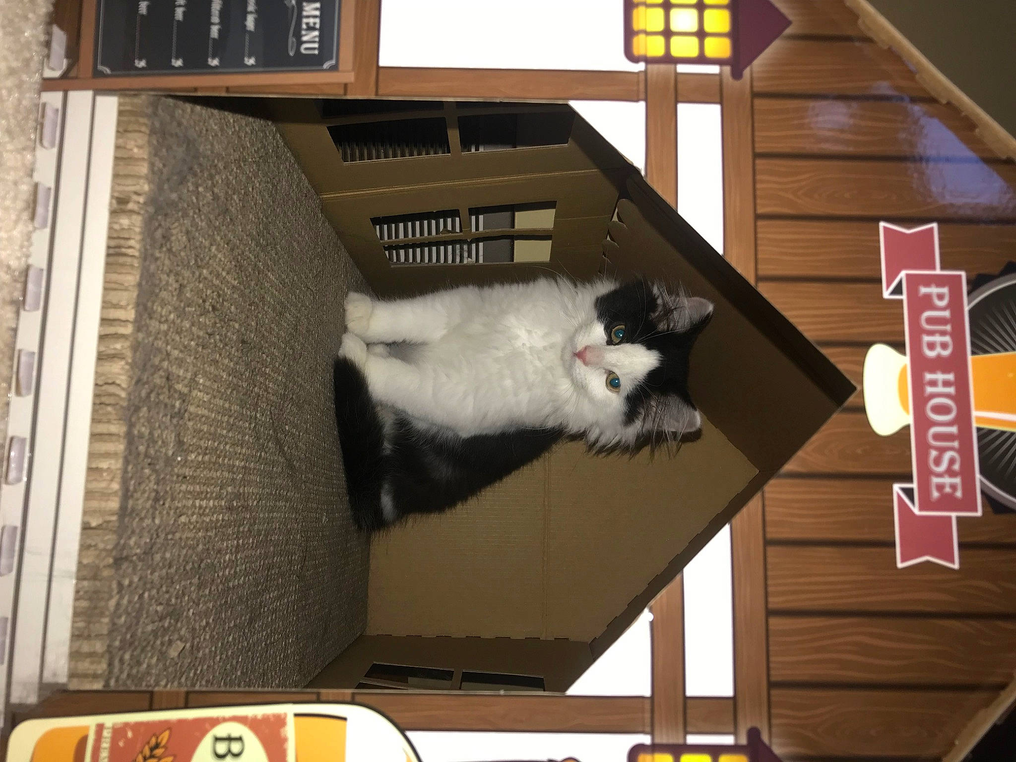 Murphy is registered to the contest to win money with this photo: building, canidae, carnivore, cat, companion_dog, domestic_short_haired_cat, felidae, flooring, fur, hardwood, home_appliance, house, porch, room, small_to_medium_sized_cats, sporting_group, tail, whiskers, wood