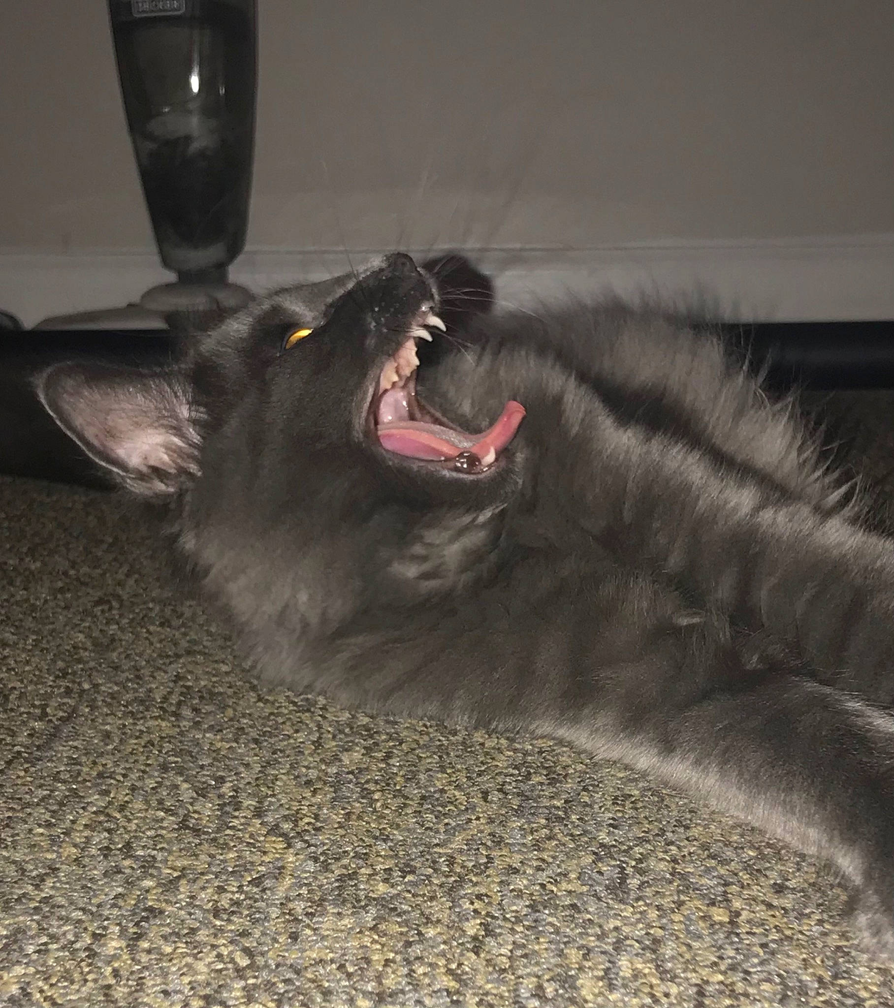 Marshall joined the competition — help win amazing prizes! carnivore, collar, companion_dog, dog, dog_breed, domestic_short_haired_cat, fang, felidae, flooring, foot, fur, grey, paw, roar, small_to_medium_sized_cats, snout, tail, whiskers, working_animal, yawn