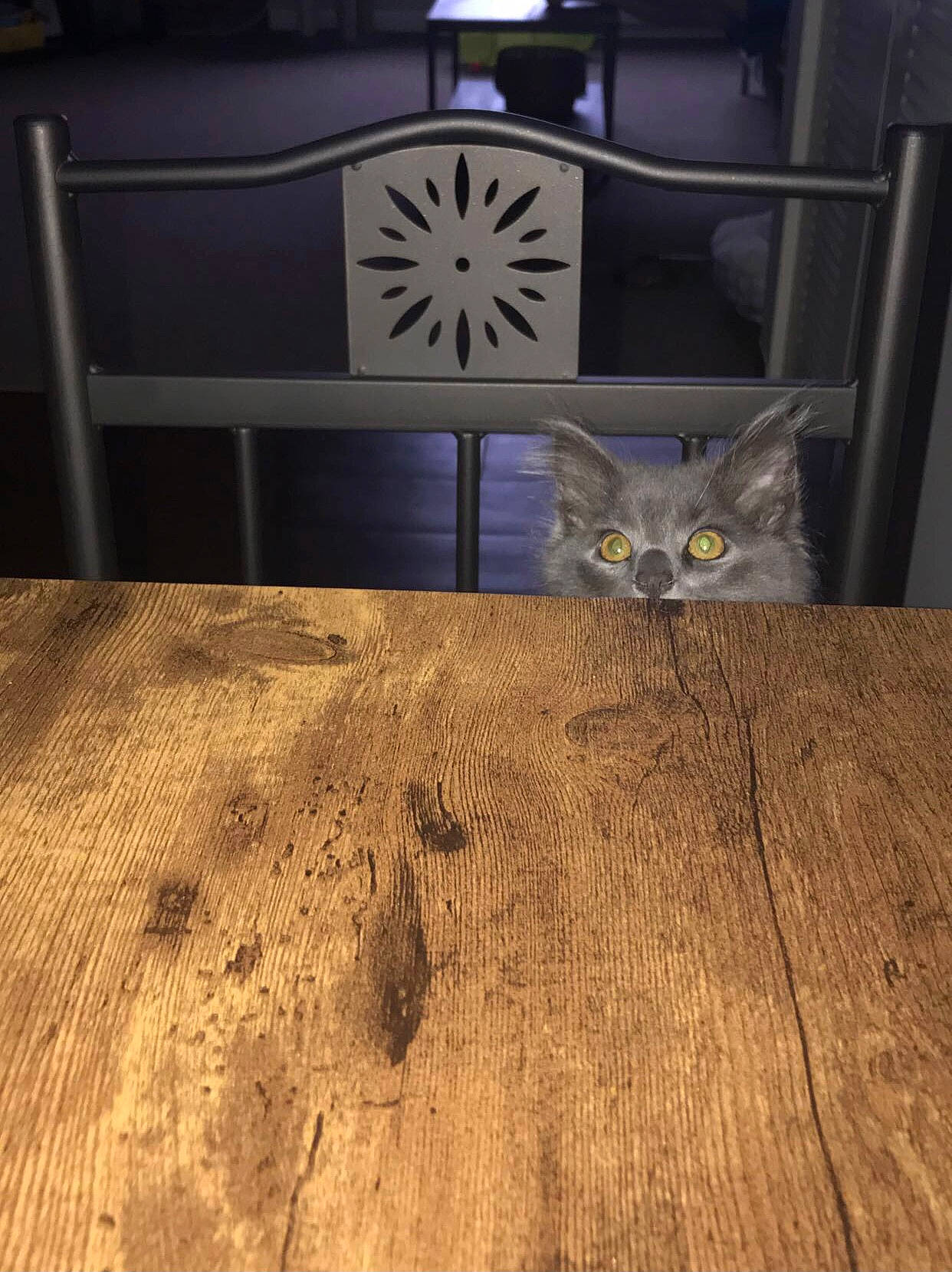 Marshall joined the competition — help win amazing prizes! carnivore, cat, domestic_short_haired_cat, door, electric_blue, felidae, floor, flooring, hardwood, laminate_flooring, pattern, plank, plywood, small_to_medium_sized_cats, tail, varnish, whiskers, wood, wood_flooring, wood_stain