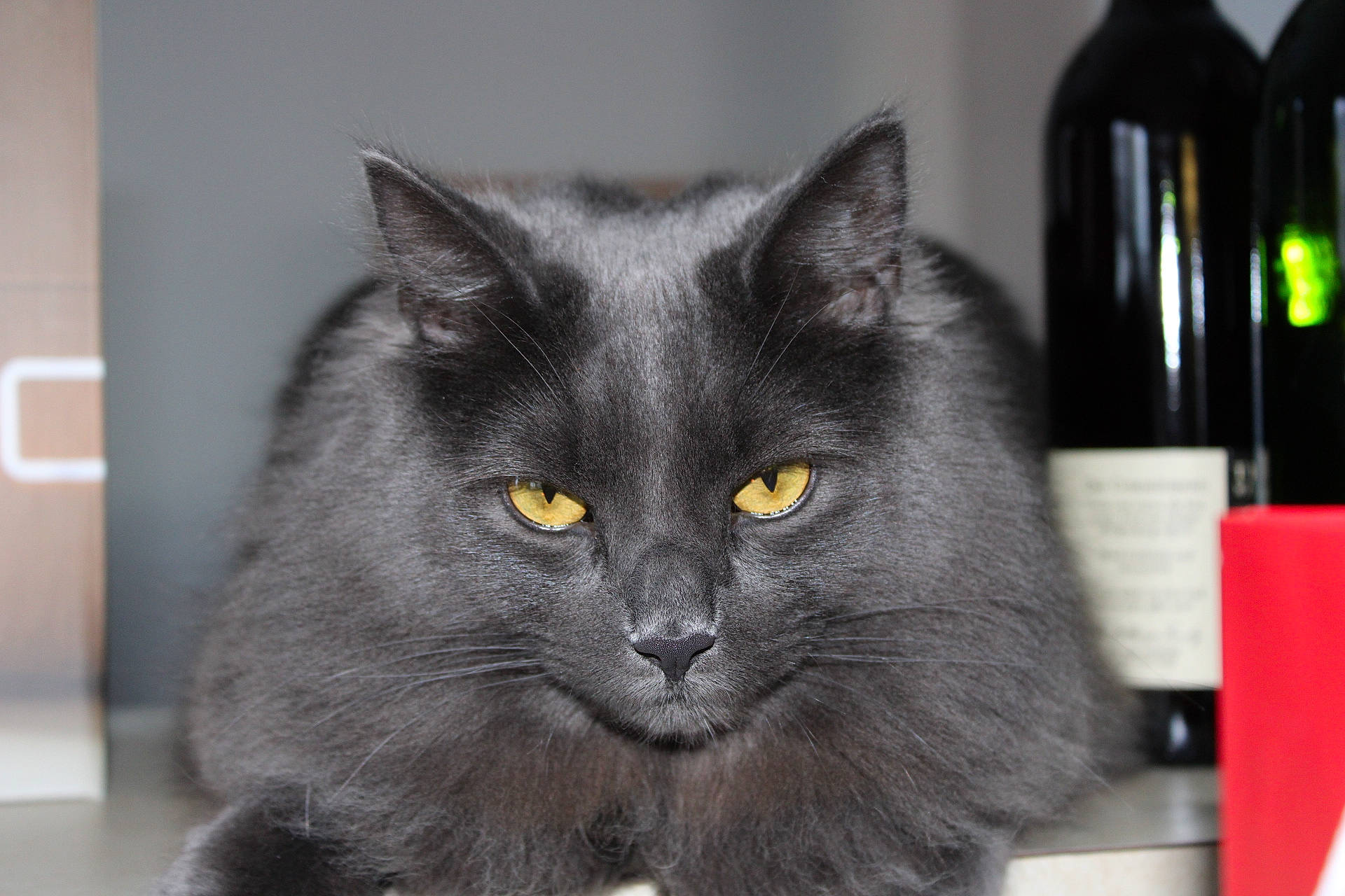 Marshall joined the competition — help win amazing prizes! bottle, carnivore, cat, domestic_short_haired_cat, felidae, fur, grey, small_to_medium_sized_cats, snout, terrestrial_animal, whiskers