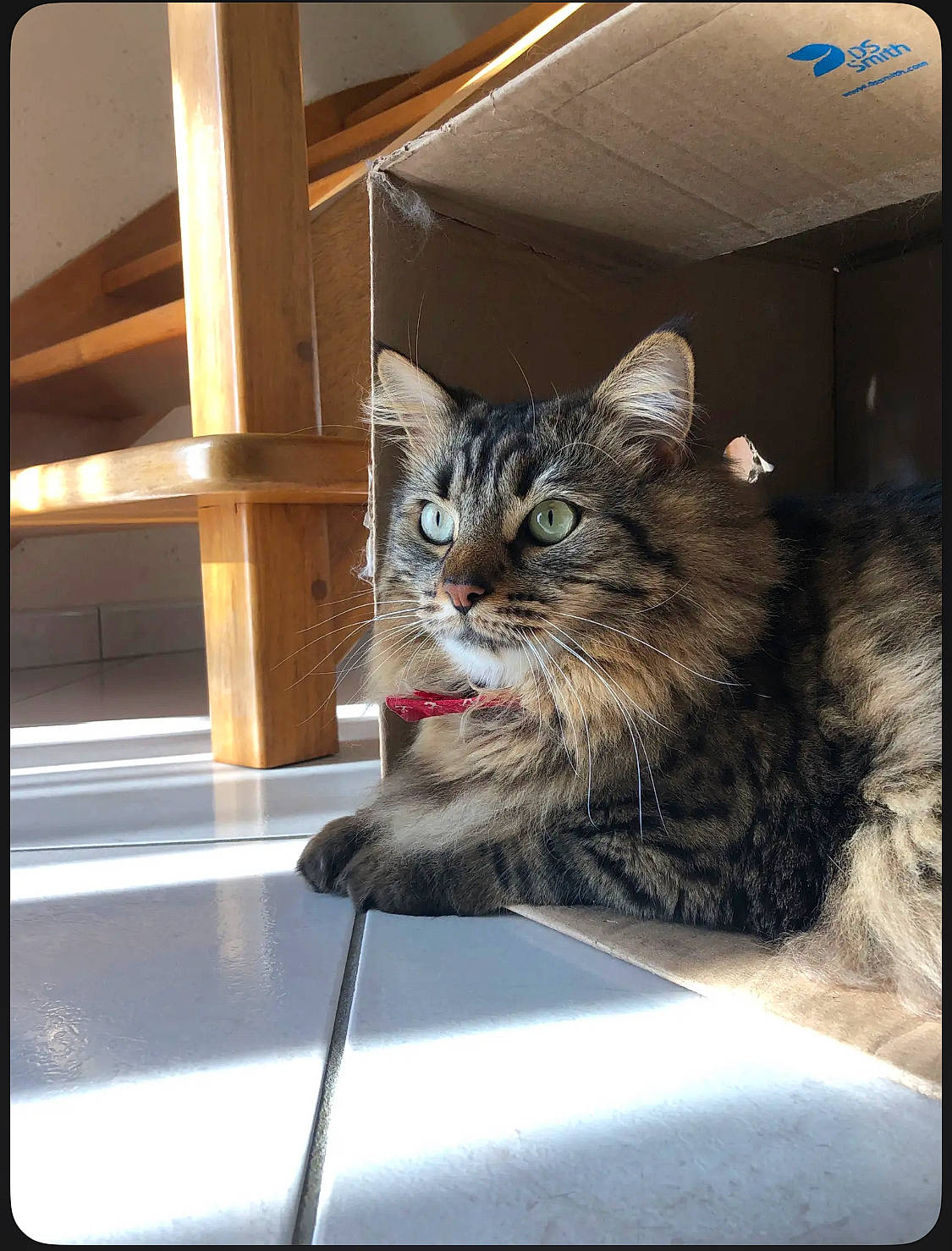 Filip participe au concours pour gagner de l'argent avec cette photo : automotive_exterior, automotive_lighting, box, carnivore, cat, domestic_short_haired_cat, felidae, fur, glass, motor_vehicle, paw, photo_caption, rectangle, small_to_medium_sized_cats, snout, square, tints_and_shades, vehicle, whiskers, window