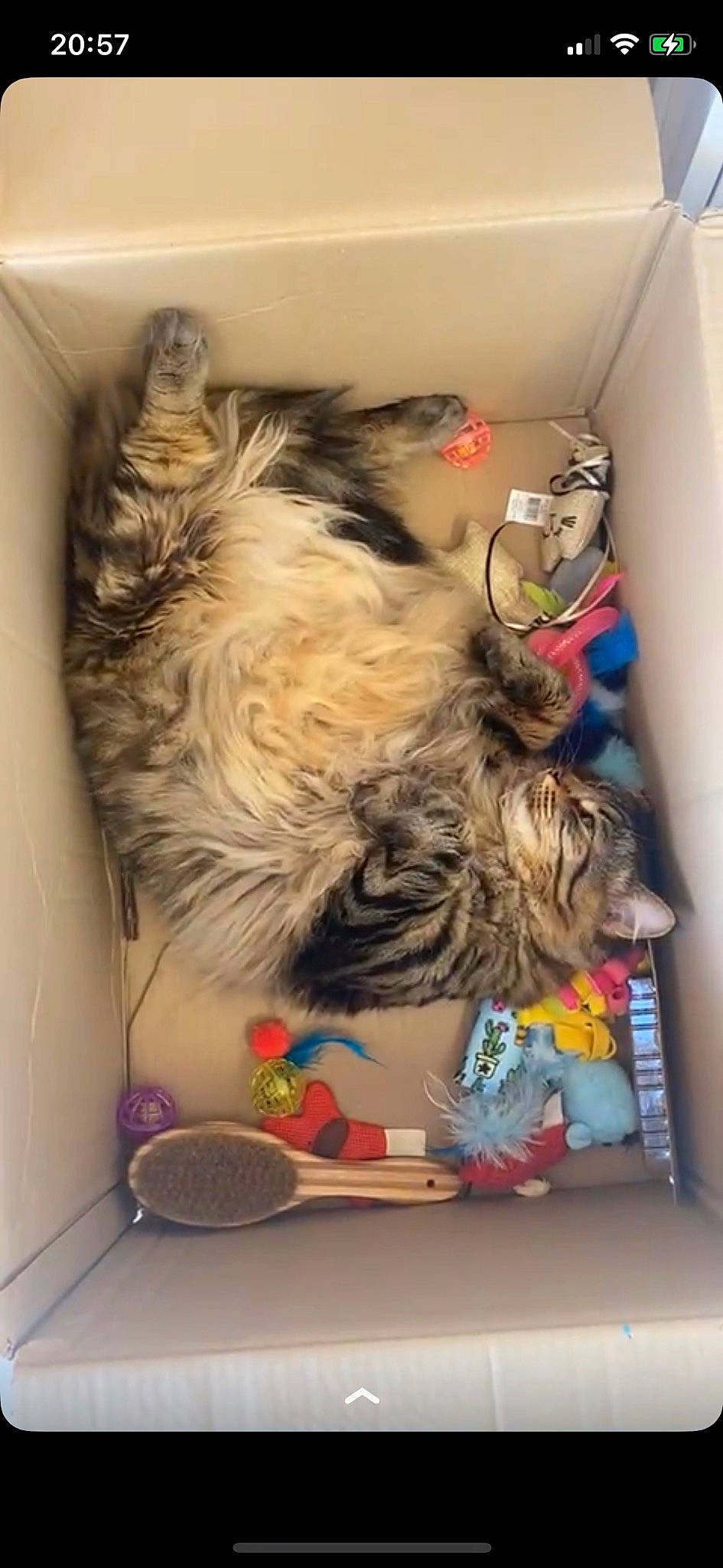 Filip participe au concours pour gagner de l'argent avec cette photo : canidae, carnivore, cat_supply, comfort, companion_dog, dog, dog_breed, dog_supply, fawn, felidae, fur, kitchen_utensil, nap, pet_supply, room, small_to_medium_sized_cats, sporting_group, tableware, tail, whiskers