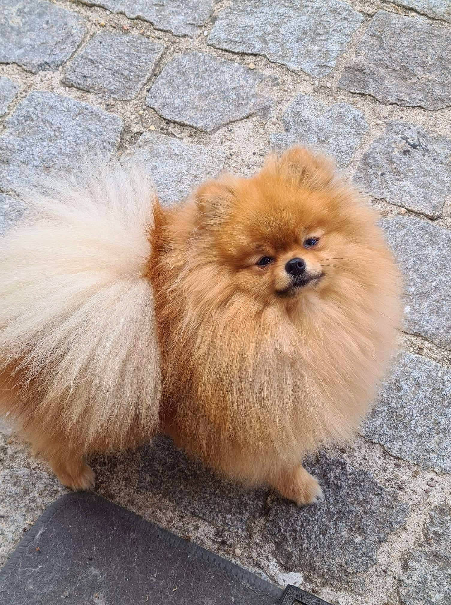 Piccolo participe au concours pour gagner de l'argent avec cette photo : ancient_dog_breeds, canidae, carnivore, companion_dog, dog, dog_breed, fawn, fur, german_spitz, german_spitz_klein, german_spitz_mittel, liver, road_surface, spitz, sporting_group, tail, terrestrial_animal, toy_dog, whiskers, working_animal