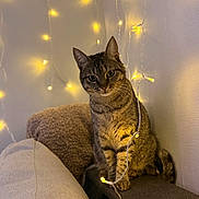 Lilo a rejoint le concours — aidez-le/la à gagner de superbes lots ! cat, tabby, indoor, fairy_lights, cozy, furniture, curious, pet, animal, whiskers, ears, tail, warm_lighting, wall, texture, soft, decor, cute, sitting, domestic