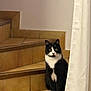 cat, black_and_white, stairs, tile, indoor, curtain, pet, animal, sitting, looking, feline, whiskers, ears, paws, floor, wall, domestic, cute, alert, calm