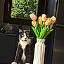 cat, tuxedo_cat, tulips, vase, table, window, sunlight, indoor, flower, plant, greenery, pet, curious, white, black, decor, coaster, kitchen, furniture, nature