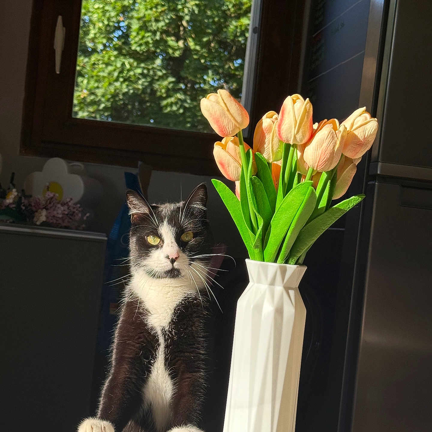 Zitoune participe au concours pour gagner de l'argent avec cette photo : black, cat, coaster, curious, decor, flower, furniture, greenery, indoor, kitchen, nature, pet, plant, sunlight, table, tulips, tuxedo_cat, vase, white, window