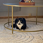 Zitoune a rejoint le concours — aidez-le/la à gagner de superbes lots ! cat, tuxedo_cat, black_and_white, indoor, carpet, table, glass_table, golden, furniture, pet, animal, curious, sitting, floor, home, cozy, domestic, whiskers, ears, eyes
