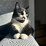 cat, tuxedo_cat, black_and_white, feline, pet, animal, indoor, sunlight, resting, whiskers, paws, closeup, portrait, fur, cute, domestic_cat, relaxed, looking_away, texture, shadow