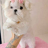 Flora a rejoint le concours — aidez-le/la à gagner de superbes lots ! puppy, dog, white_dog, fluffy, pet, pink_flowers, flower_clips, tattoo, hand, pink_towel, cute, small_dog, indoor, adorable, animal, fur, pet_accessory, portrait, looking, standing