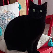 Josephine a rejoint le concours — aidez-le/la à gagner de superbes lots ! black_cat, cat, pet, animal, chair, red_chair, cushion, white_cushion, tassels, indoor, home, green_eyes, feline, sitting, fur, looking, domestic, cozy, decor, wooden_furniture