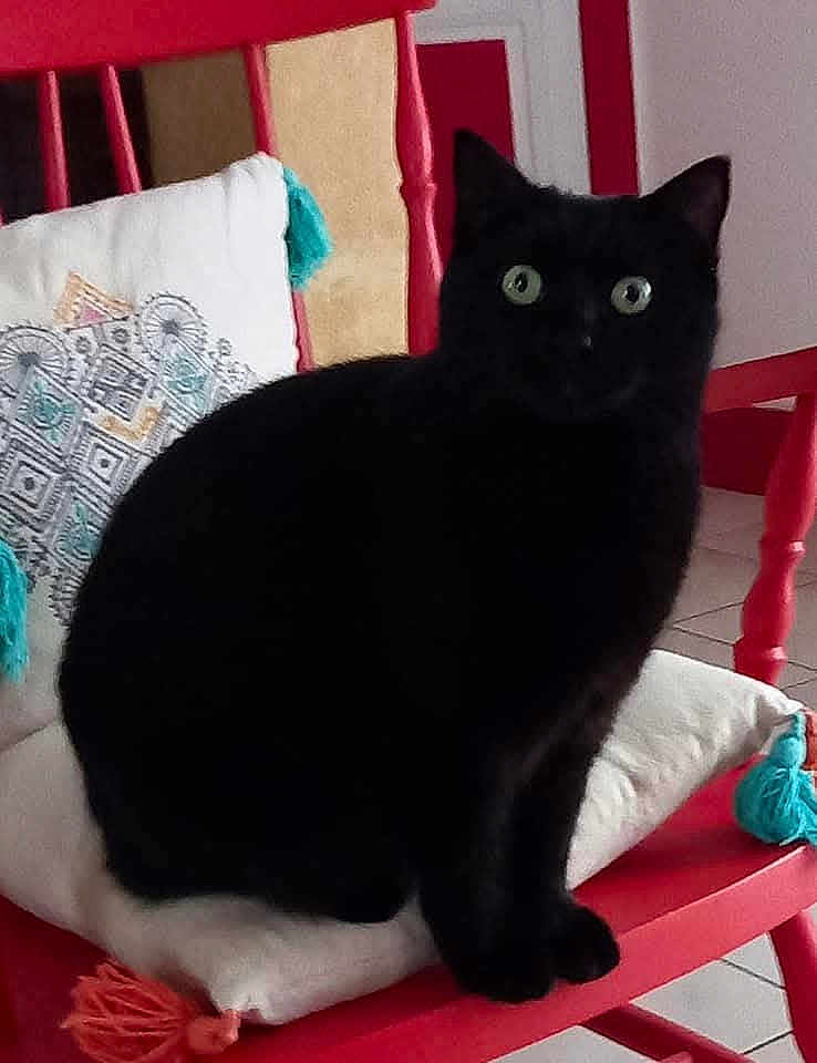 Josephine a rejoint le concours — aidez-le/la à gagner de superbes lots ! black_cat, cat, pet, animal, chair, red_chair, cushion, white_cushion, tassels, indoor, home, green_eyes, feline, sitting, fur, looking, domestic, cozy, decor, wooden_furniture