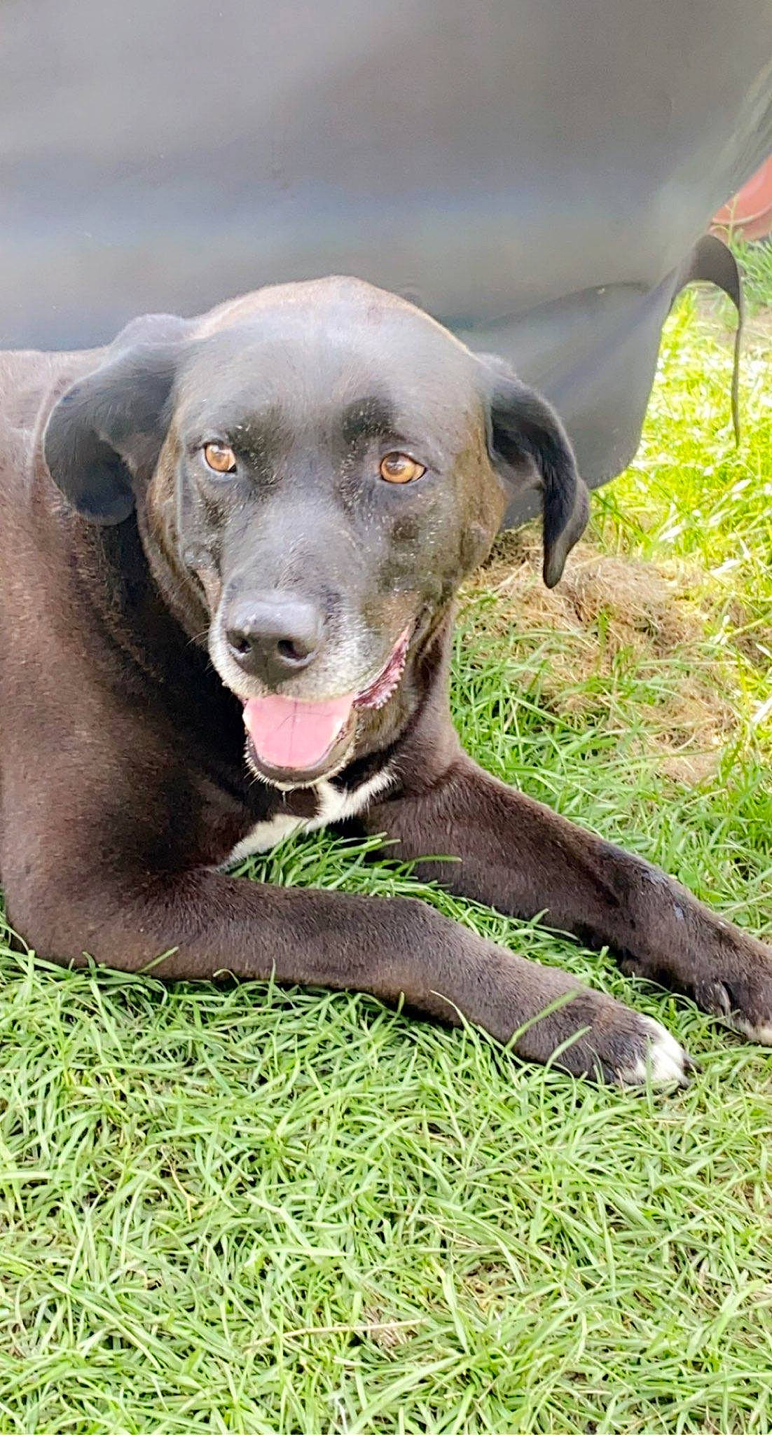 Chevy joined the competition — help win amazing prizes! borador, canidae, carnivore, collar, companion_dog, dog, dog_breed, dog_collar, fawn, grass, gun_dog, hunting_dog, liver, non_sporting_group, plant, sporting_group, terrestrial_animal, whiskers, working_animal, working_dog