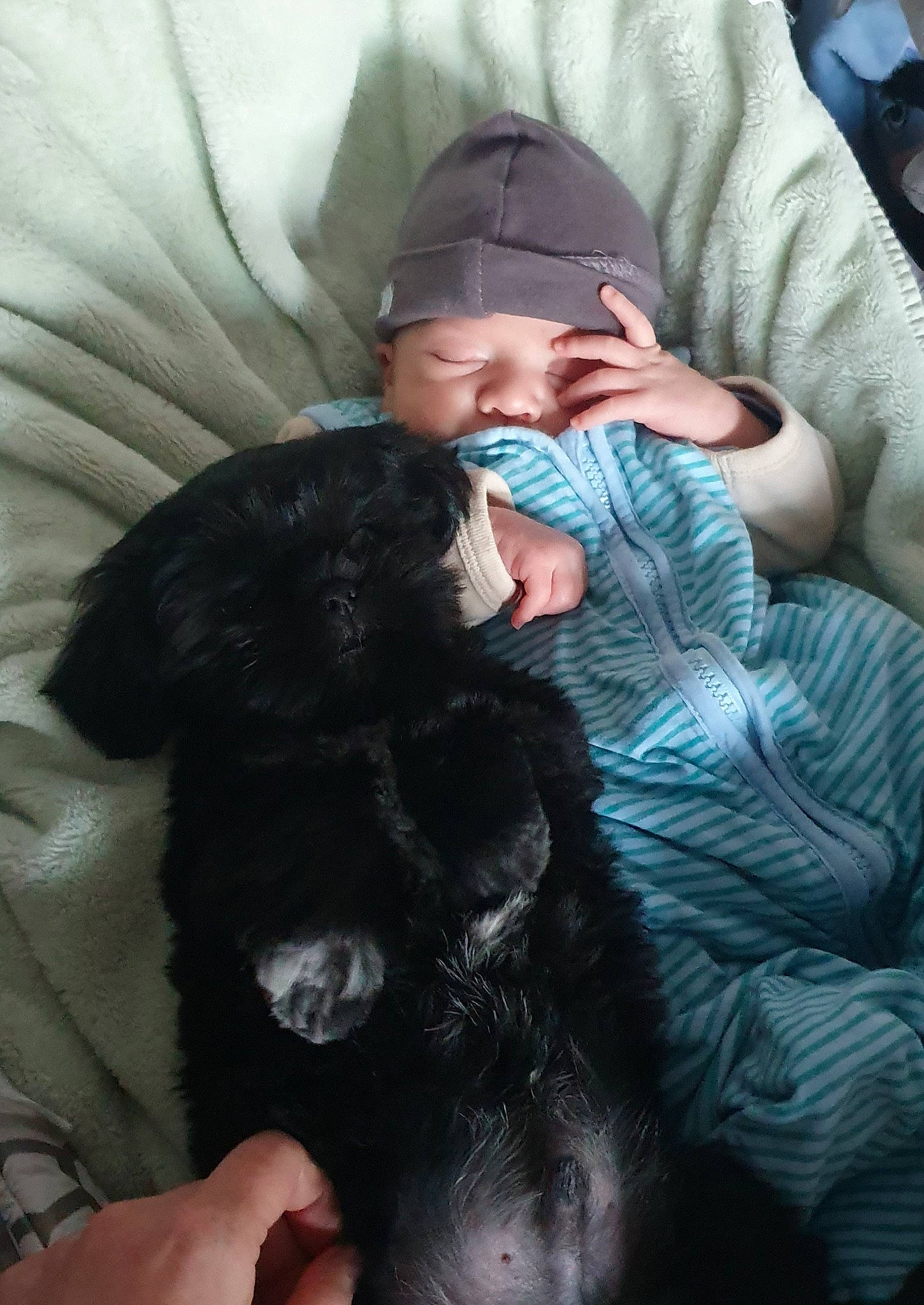 Olaf participe au concours pour gagner de l'argent avec cette photo : baby, baseball_cap, beard, cap, carnivore, child, comfort, companion_dog, dog, dog_breed, finger, fur, gesture, hand, hug, lap, nail, sitting, thumb, toddler