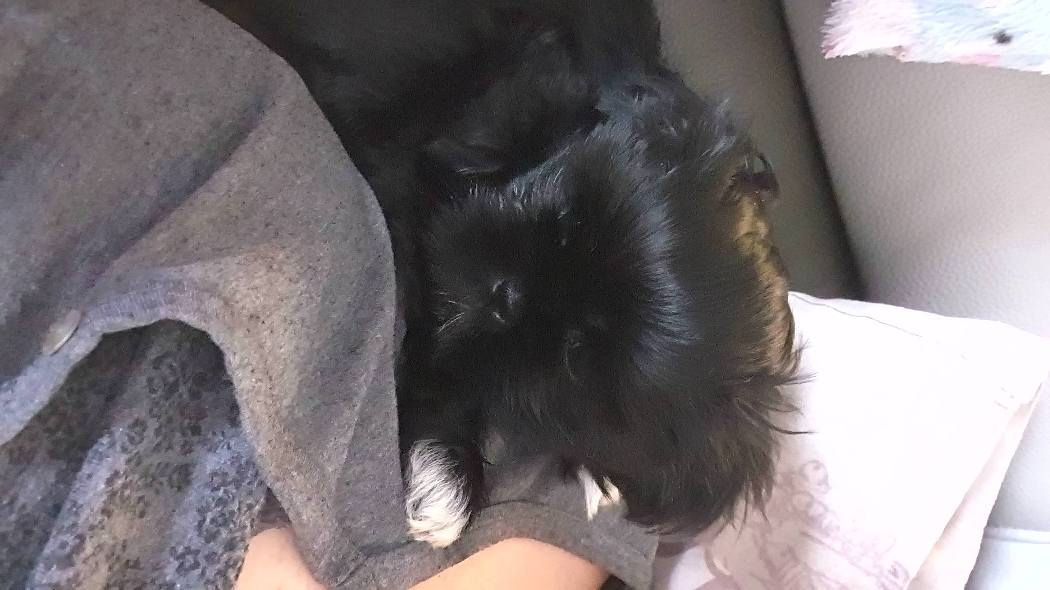 Olaf a rejoint le concours — aidez-le/la à gagner de superbes lots ! canidae, carnivore, cat, claw, comfort, companion_dog, dog_breed, fawn, felidae, fur, gesture, head, human_body, human_leg, paw, small_to_medium_sized_cats, snout, sporting_group, tail, whiskers