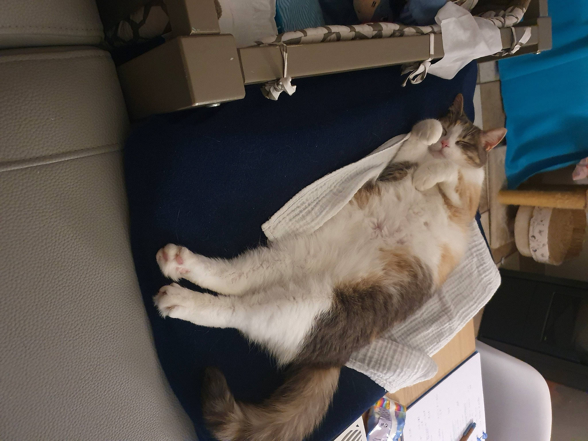 Fluffy a rejoint le concours — aidez-le/la à gagner de superbes lots ! canidae, carnivore, comfort, companion_dog, couch, dog, dog_breed, fawn, felidae, fur, human_leg, nap, non_sporting_group, paw, room, small_to_medium_sized_cats, sporting_group, tail, whiskers, working_animal