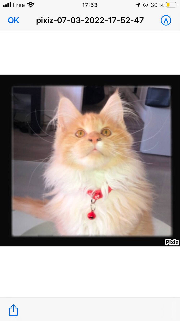 Mayko a rejoint le concours — aidez-le/la à gagner de superbes lots ! british_longhair, carnivore, cat, fashion_accessory, fawn, felidae, formal_wear, fur, persian, photo_caption, plant, rectangle, sitting, small_to_medium_sized_cats, snout, square, terrestrial_animal, whiskers, window