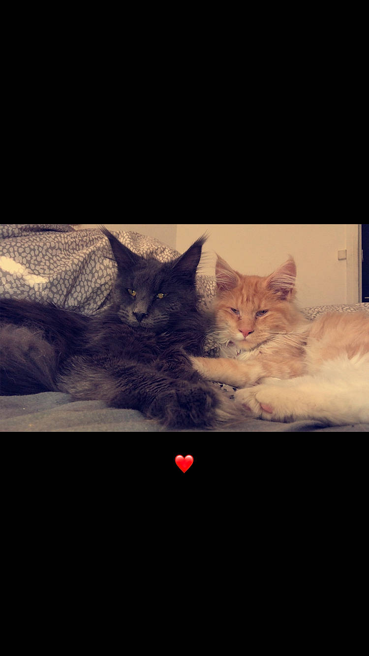 Mayko participe au concours pour gagner de l'argent avec cette photo : art, carnivore, cat, comfort, darkness, domestic_short_haired_cat, felidae, font, fur, grey, night, paw, photo_caption, sky, small_to_medium_sized_cats, snout, tail, vertebrate, whiskers, wildlife