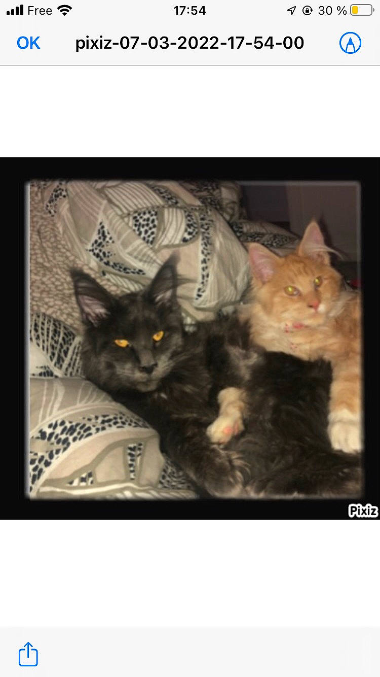 Mayko a rejoint le concours — aidez-le/la à gagner de superbes lots ! art, black_cat, carnivore, cat, claw, domestic_short_haired_cat, eye, felidae, font, fur, grey, pattern, paw, photo_caption, small_to_medium_sized_cats, snout, tail, visual_arts, whiskers, wildlife