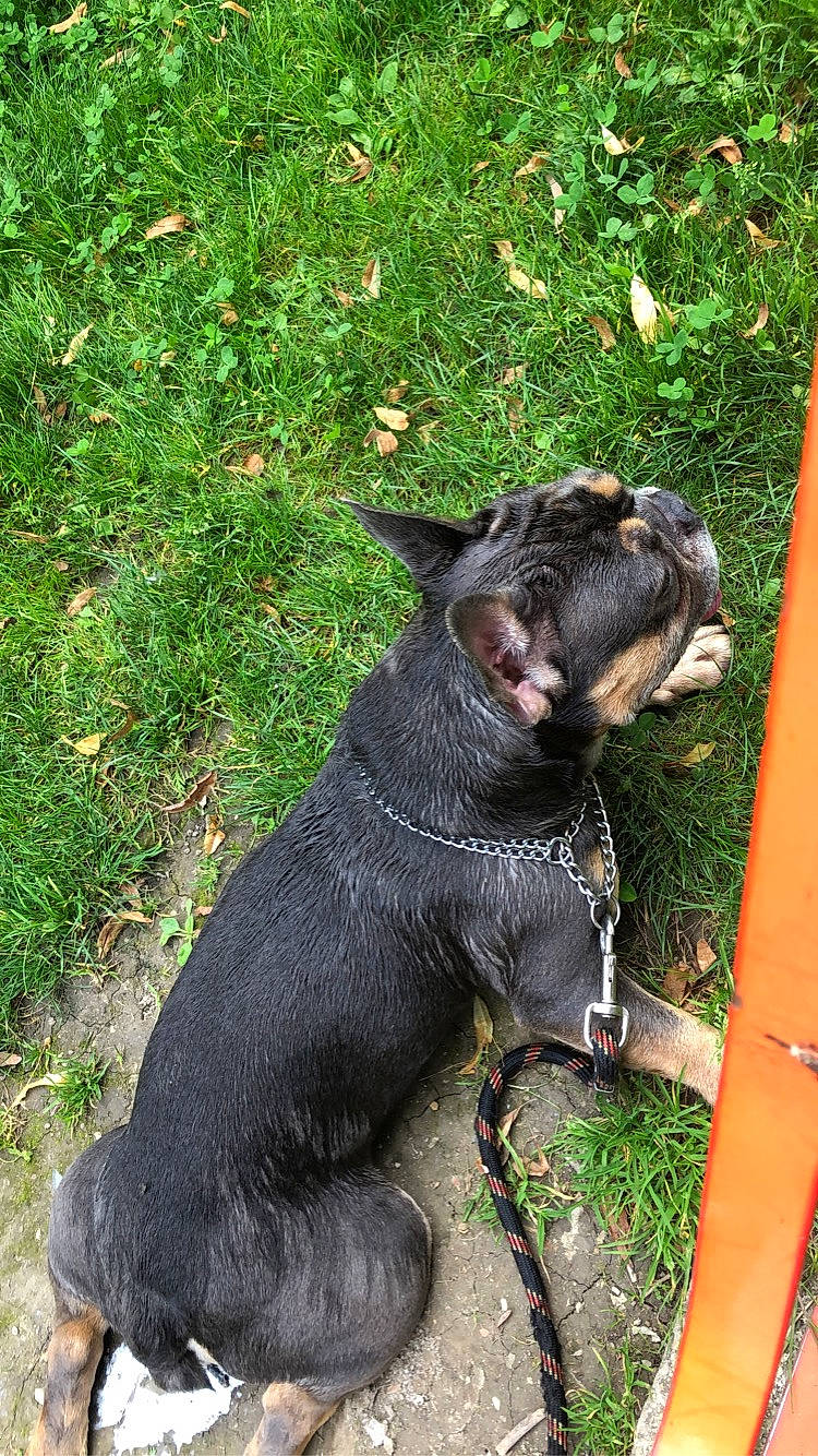 George a rejoint le concours — aidez-le/la à gagner de superbes lots ! carnivore, collar, companion_dog, dog, dog_breed, dog_collar, domestic_short_haired_cat, fawn, felidae, grass, groundcover, leash, plant, small_to_medium_sized_cats, snout, tail, tasmanian_devil, terrestrial_animal, whiskers, working_animal