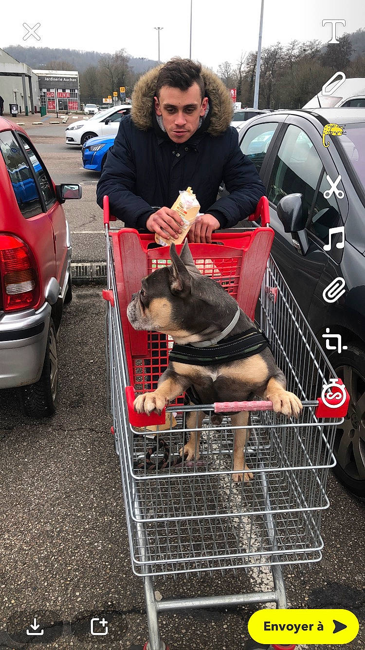 George participe au concours pour gagner de l'argent avec cette photo : asphalt, automotive_design, automotive_exterior, automotive_lighting, automotive_tire, automotive_wheel_system, bumper, car, carnivore, dog, dog_breed, motor_vehicle, snout, street_fashion, sunglasses, tire, tree, vehicle, vehicle_door, wheel