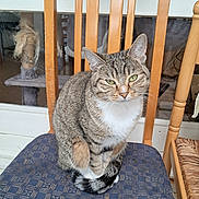 Rowy participe au concours pour gagner de l'argent avec cette photo : cat, tabby, animal, pet, feline, chair, indoor, looking, sitting, patterned, blue, wood, scratching_post, fur, whiskers, tail, eyes, ears, domestic, cozy
