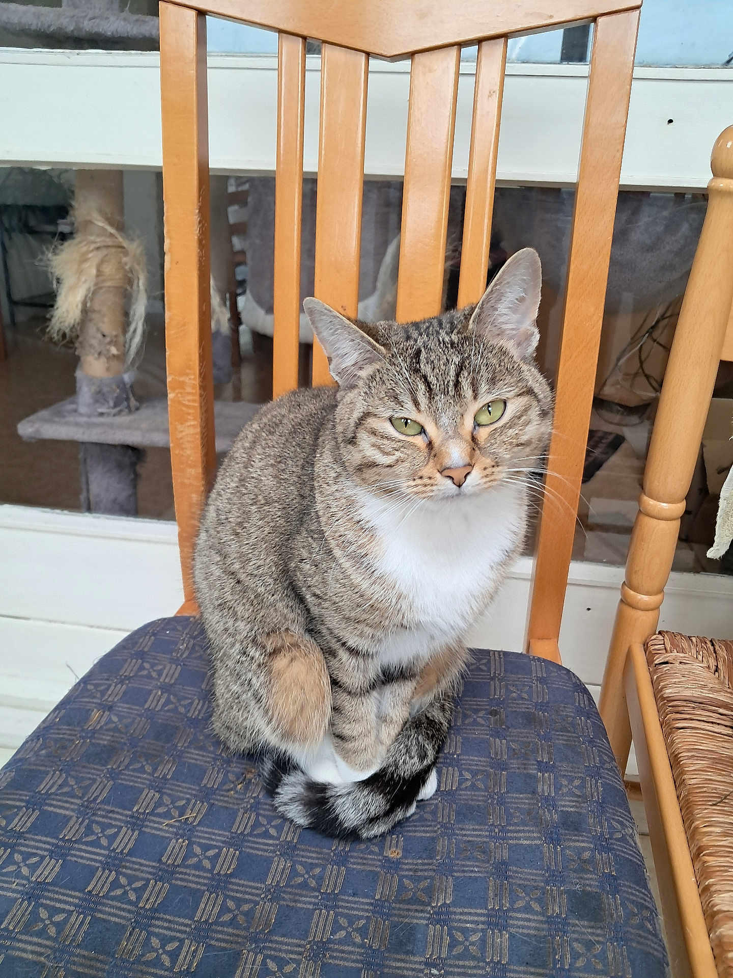 Rowy participe au concours pour gagner de l'argent avec cette photo : cat, tabby, animal, pet, feline, chair, indoor, looking, sitting, patterned, blue, wood, scratching_post, fur, whiskers, tail, eyes, ears, domestic, cozy