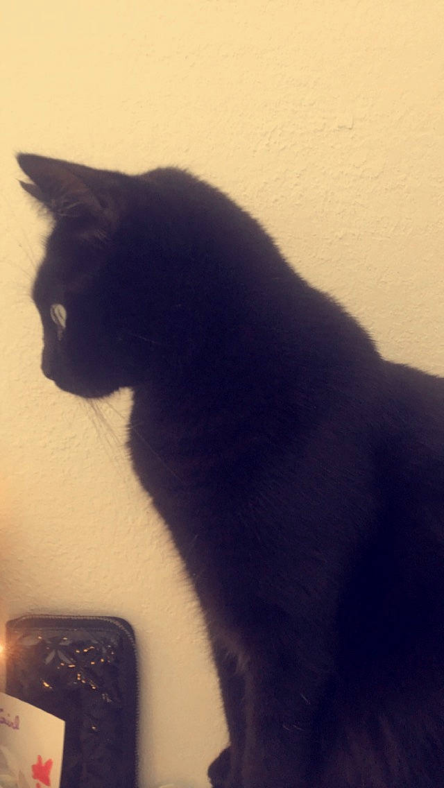 Tchoutchou participe au concours pour gagner de l'argent avec cette photo : black, black_cat, british_shorthair, carnivore, cat, domestic_short_haired_cat, ear, felidae, fur, kitten, polydactyl_cat, shadow, sky, small_to_medium_sized_cats, snout, tail, whiskers