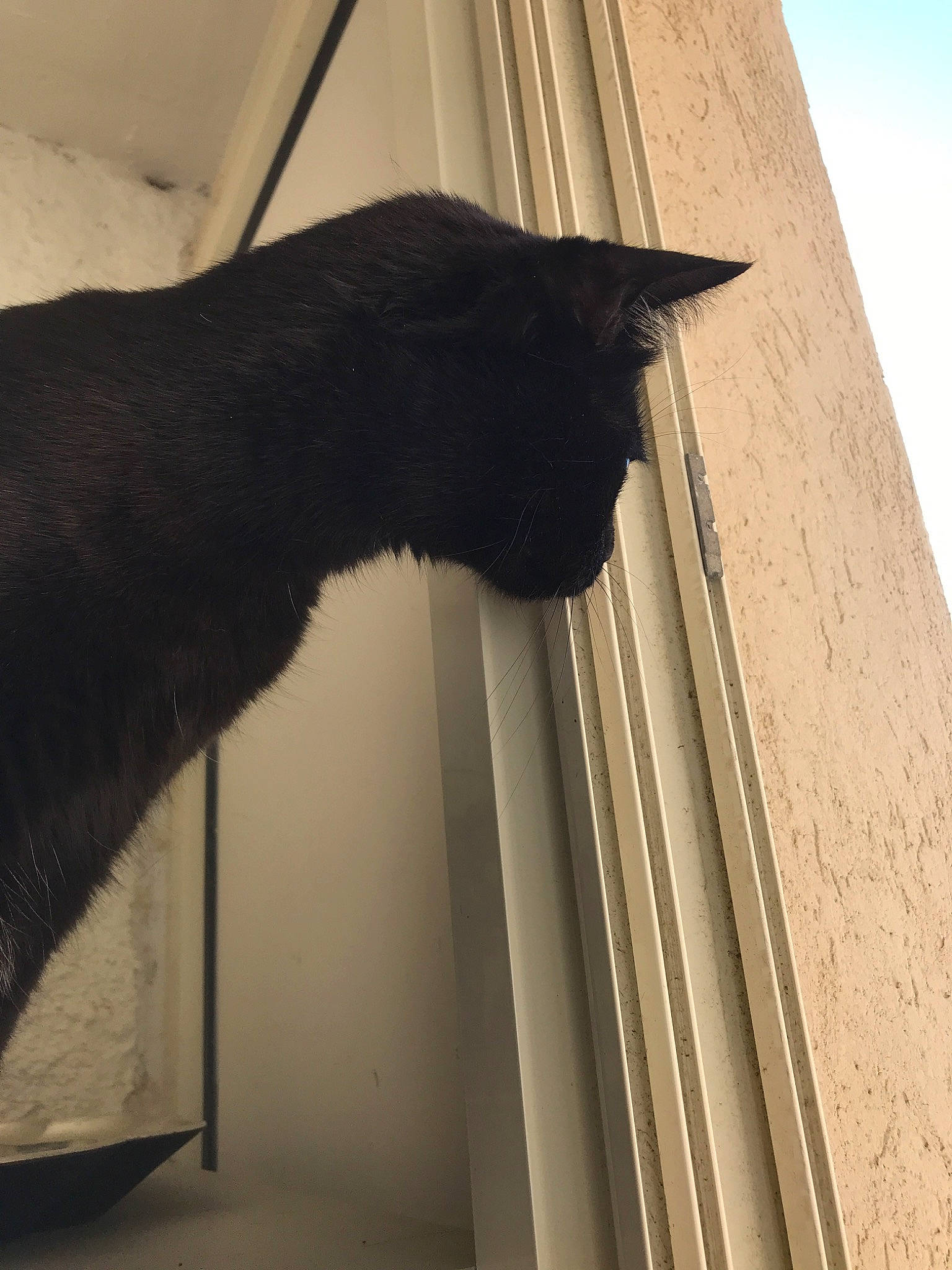 Tchoutchou participe au concours pour gagner de l'argent avec cette photo : black_cat, cat, felidae, small_to_medium_sized_cats, tail, whiskers, window