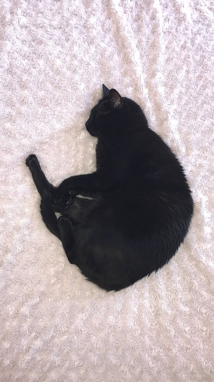 Tchoutchou participe au concours pour gagner de l'argent avec cette photo : black, black_cat, bombay, carnivore, cat, felidae, fur, small_to_medium_sized_cats, tail, whiskers