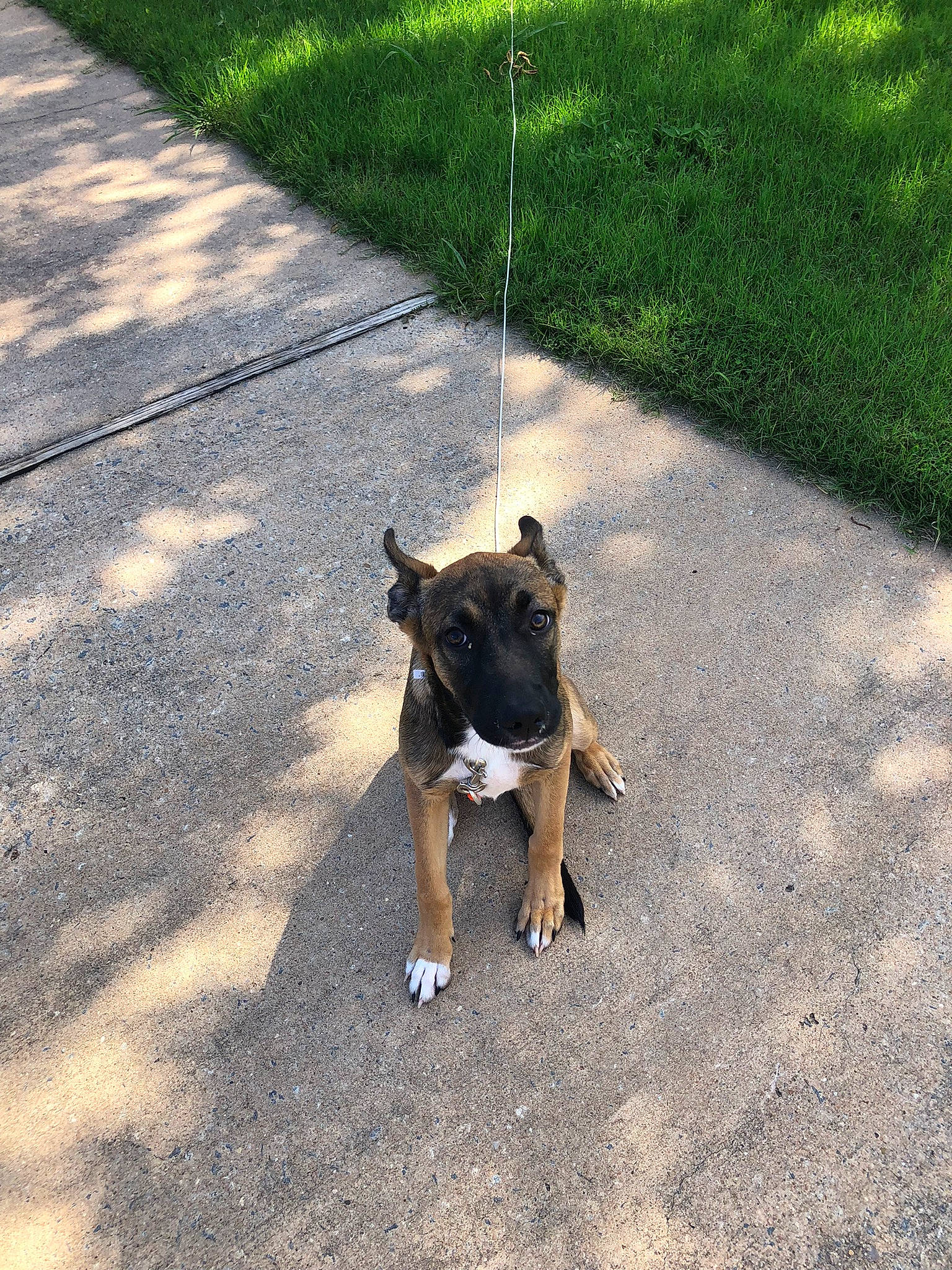 Raven joined the competition — help win amazing prizes! asphalt, canidae, carnivore, collar, companion_dog, dog, dog_breed, fawn, grass, pet_supply, plant, road, road_surface, shade, shadow, sidewalk, snout, sporting_group, tail, working_animal